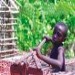 plantation in Cote d'Ivoire