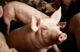 pigs One flu east, one flu west